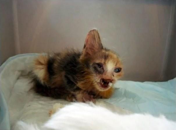 Взрослые боялись даже взглянуть на котенка, которого спасла 7-летняя девочка (9 фото) Взрослые боялись даже взглянуть на котенка, которого спасла 7-летняя девочка (9 фото)