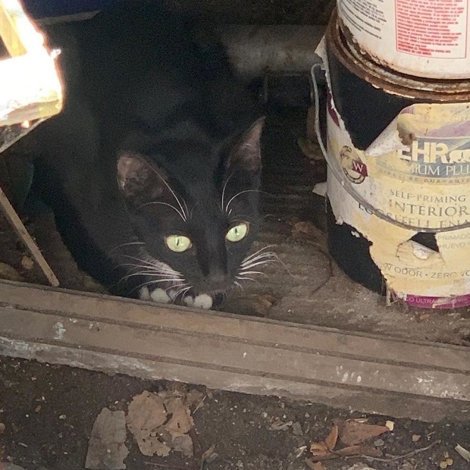 Черная кошка Кошка с зелеными глазами