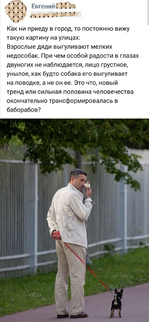 Про "баборабов" и маленьких собак