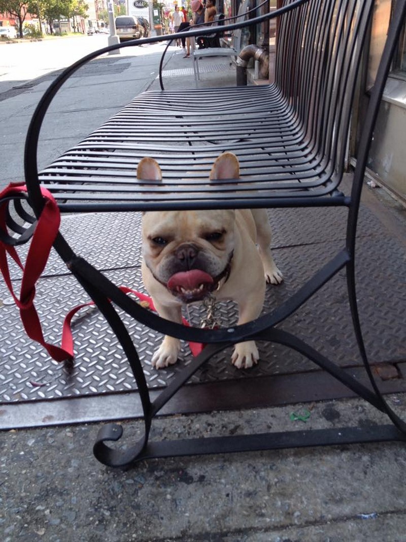 Забавные и милые животные заряжают позитивом