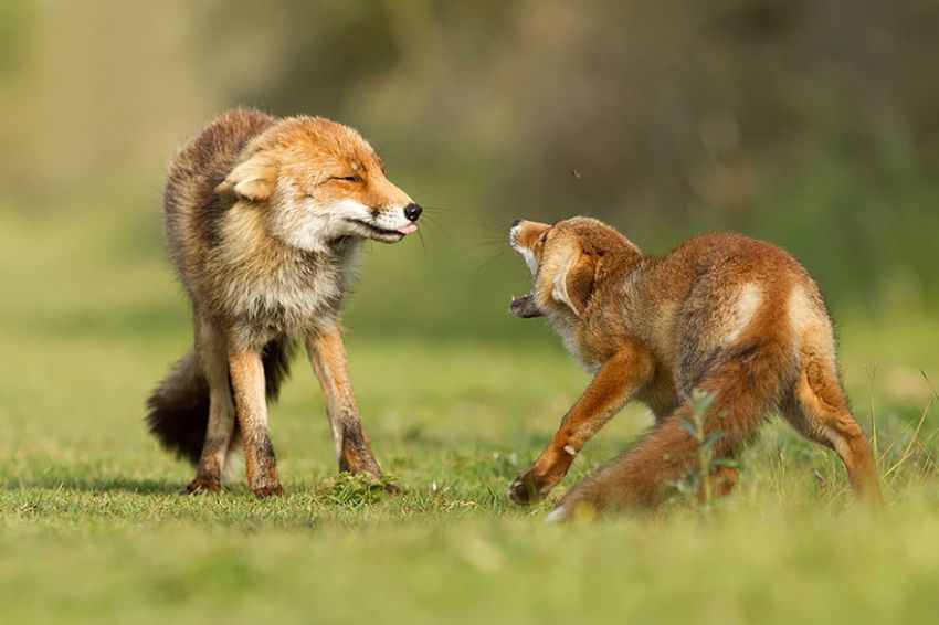 Лисы в дикой природе. Фотографии Roeselien Raimond фото, лисы, природа