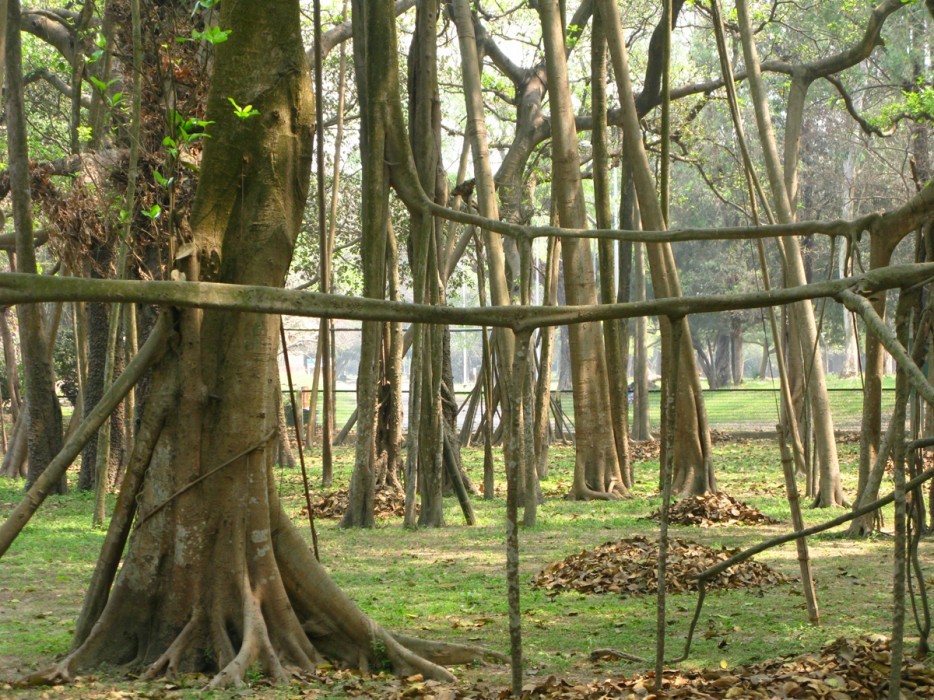 Леса с другой планеты! forests39 Леса с другой планеты!