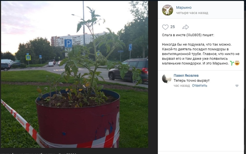 В вентиляции в Марьине выросли помидоры