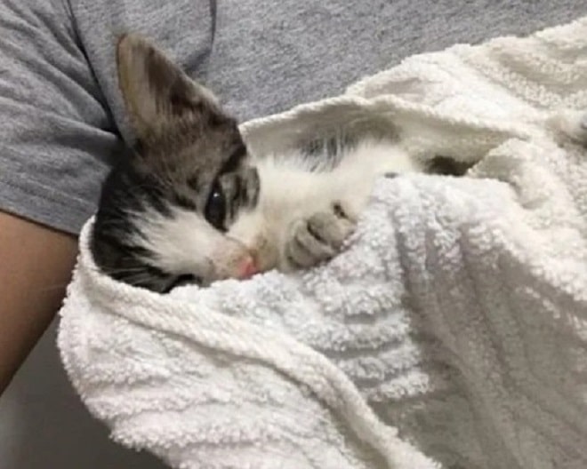Котенок на руках Котенок в полотенце