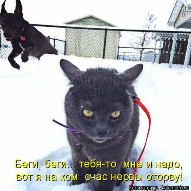 Самые смешные котоматрицы за прошедшую неделю