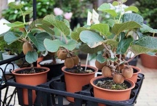 СЕЙЧАС ЛУЧШЕЕ ВРЕМЯ ДЛЯ ПОСЕВА КИВИ! КАК ВЫРАСТИТЬ ФРУКТ ДОМА И НА ДАЧЕ