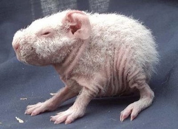 7 жутких тварей, когда-либо выведенных человеком 