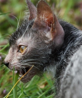 7 жутких тварей, когда-либо выведенных человеком 