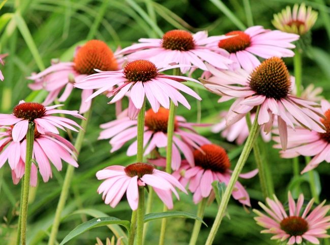 Rudbeckia Aster Echinacea