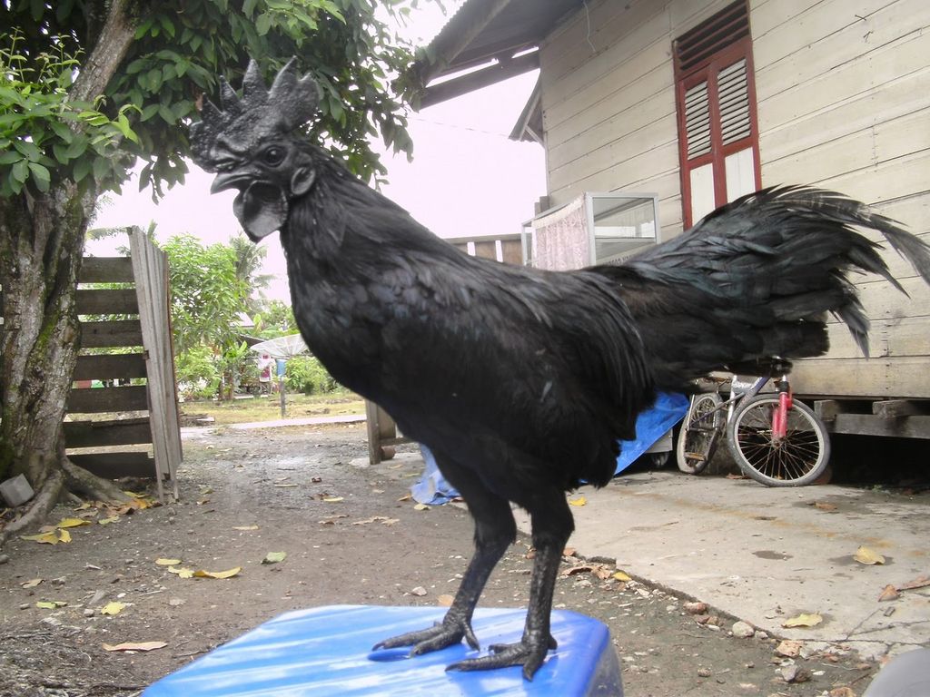 Аям чемани (ayam cemani) — редкая декоративная порода кур Аям чемани (ayam cemani) — редкая декоративная порода кур