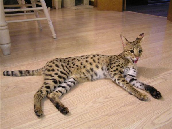 http://pipcat.ru//wp-content/uploads/2016/10/12-600x449.jpg