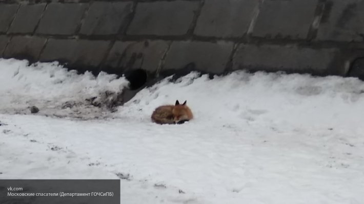 В Москве возле набережной спасли застрявшую на льдине лису