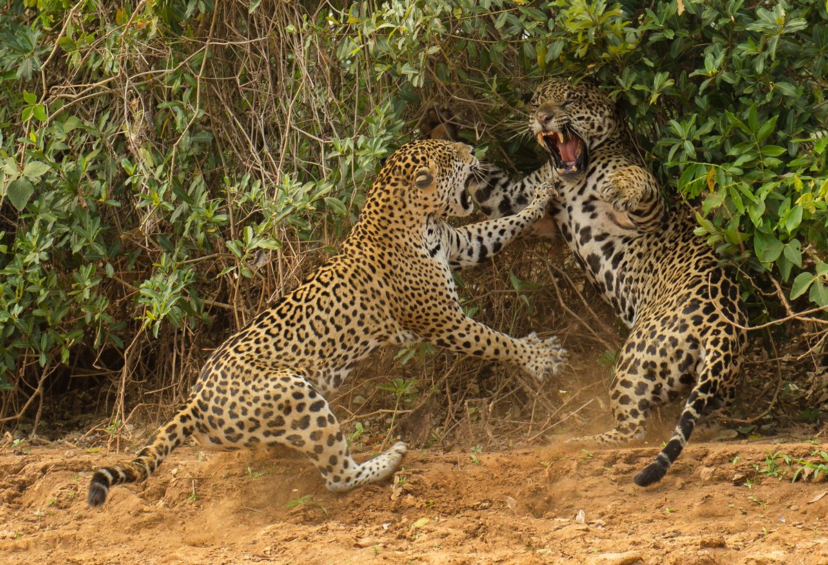 a-photographer-from-the-united-states-watched-a-female-jaguar-attack-a-male-companion-near-a-river-in-brazil-and-caught-the-moment-on-film-the-image-won-a-spot-in-the-wildlife-photographer-of-the-year-competitio