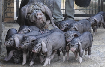 7 жутких тварей, когда-либо выведенных человеком 