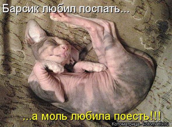 Котоматрицы (картинки с надписями)