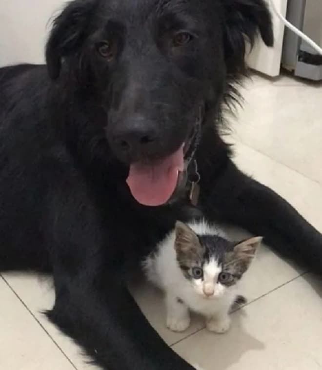 Котенок возле собаки Собака и котенок