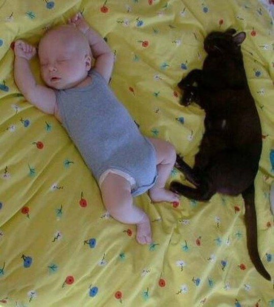 кошки, дети, дом