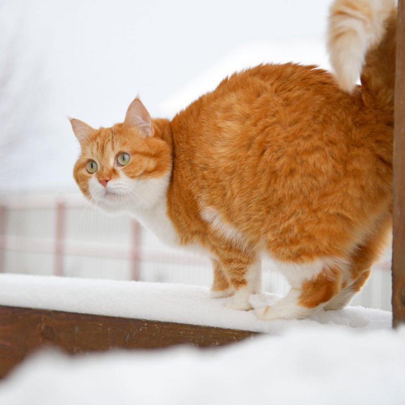 Рыжий котейка ищет приключения на свой хвостик в белом снегу Рыжий котейка ищет приключения на свой хвостик в белом снегу instagram, кот, рыжий кот, снег