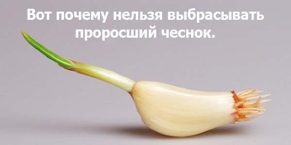 Почему нельзя выбрасывать проросший чеснок