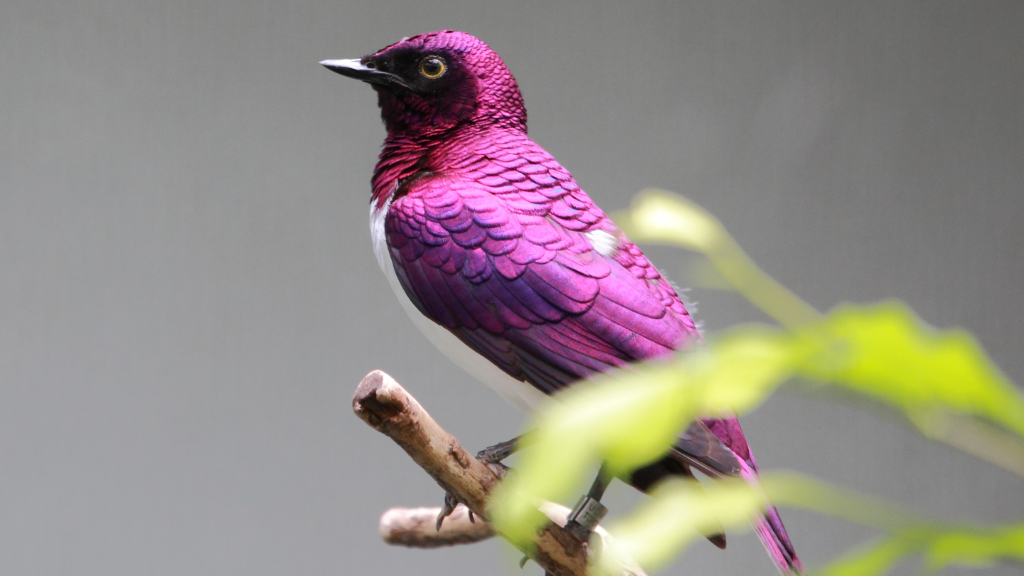 цвета природы