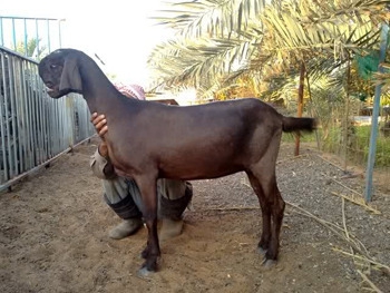 7 жутких тварей, когда-либо выведенных человеком 