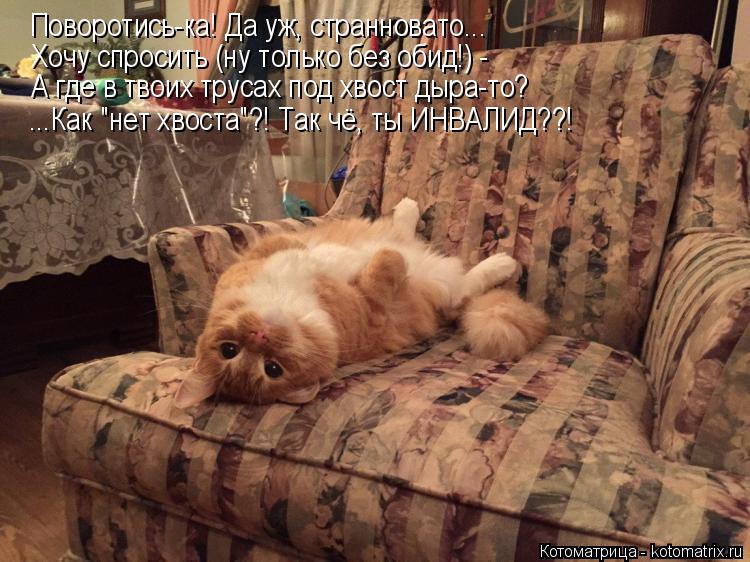 Котоматрица: Поворотись-ка! Да уж, странновато... Хочу спросить (ну только без обид!) - А где в твоих трусах под хвост дыра-то? ...Как "нет хвоста"?! Так чё, ты ИН