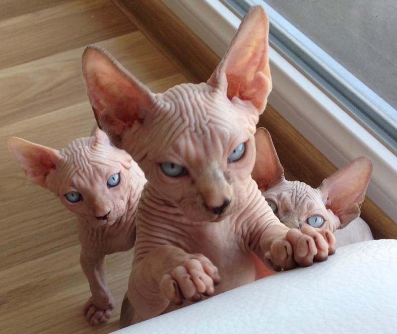 Забавные и милые животные заряжают позитивом