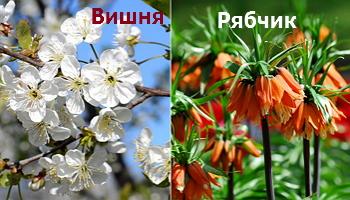 Что и когда сеять в огороде – народные приметы в помощь дачнику