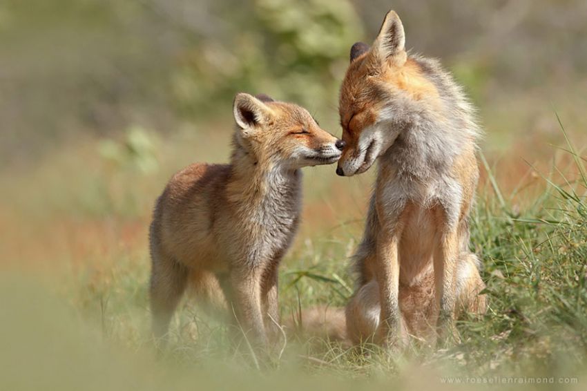 Лисы в дикой природе. Фотографии Roeselien Raimond фото, лисы, природа