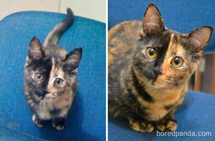 Котята, которые с возрастом превратились в шикарных котов и кошек