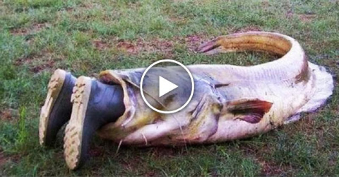 Самые шокирующие находки в животах огромных рыб!