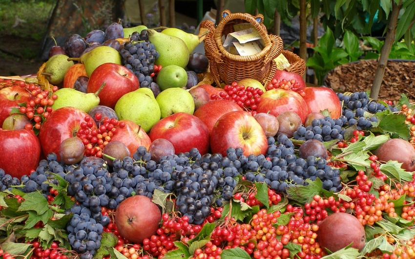 Лучшие сорта плодовых: посадка и уход