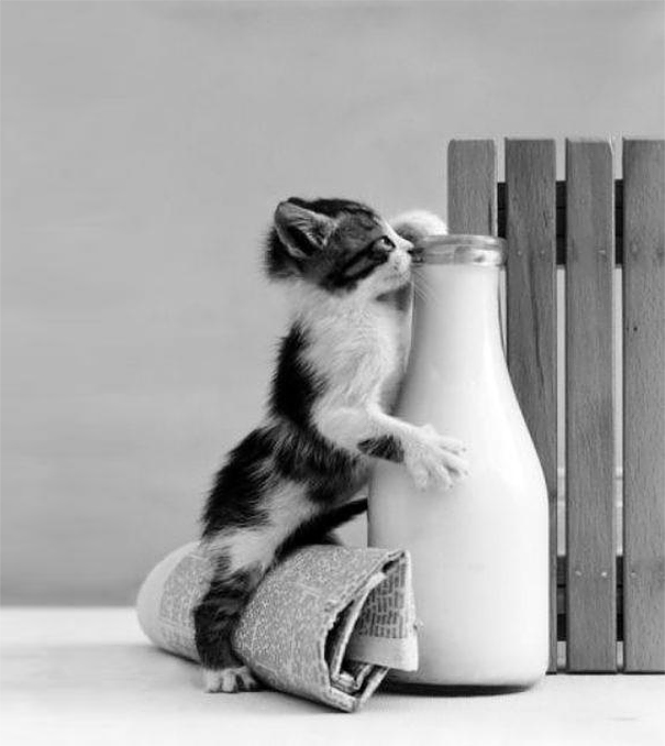 Коты, которых поймали на горячем - 45 отчаянных фотографий Коты, которых поймали на горячем - 45 отчаянных фотографий