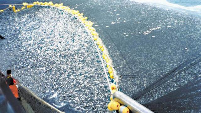 На Дальнем Востоке изъяли более 220 тонн рыбы и крабов у браконьеров