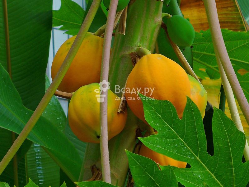 Плодоносящая папайя в комнатных условиях