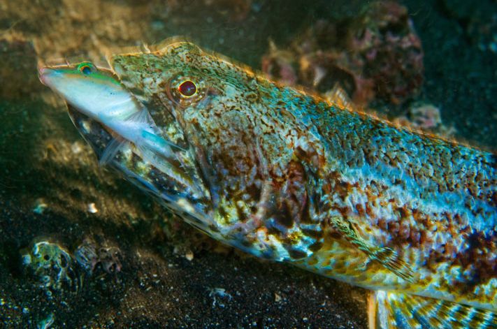 Что на дне Японского моря? Что на дне Японского моря?