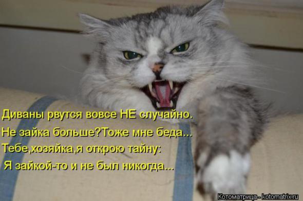 Котоматрицы (картинки с надписями)
