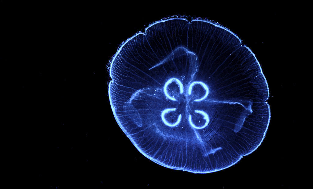 Jellyfish02