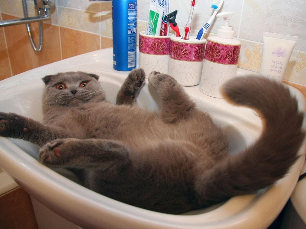 Веселые котейки для поднятия настроения (10 фото) Веселые котейки для поднятия настроения (10 фото)