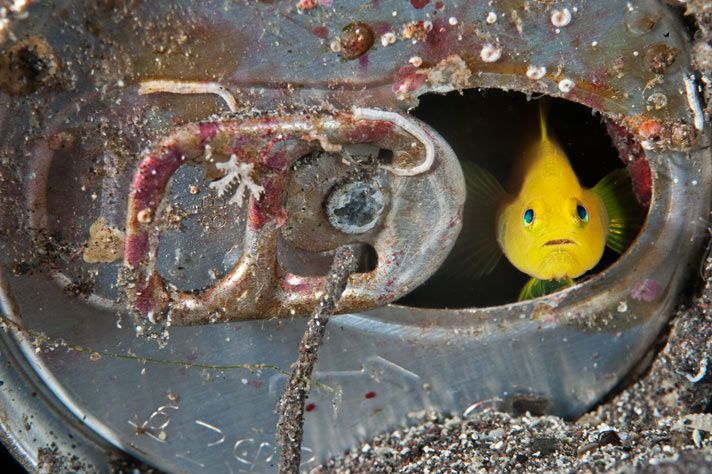 Что на дне Японского моря? Что на дне Японского моря?