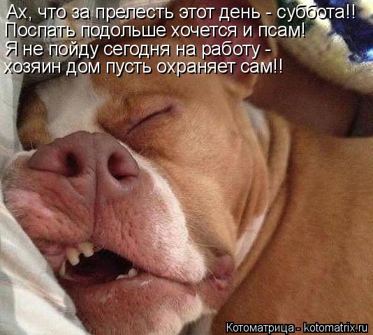 Котоматрица: Ах, что за прелесть этот день - суббота!! Поспать подольше хочется и псам! Я не пойду сегодня на работу - хозяин дом пусть охраняет сам!!