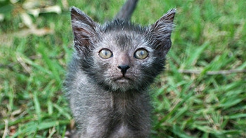 7 жутких тварей, когда-либо выведенных человеком 