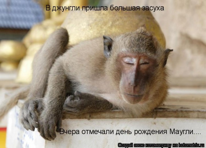 Поздравление обезьян на день рождения 119