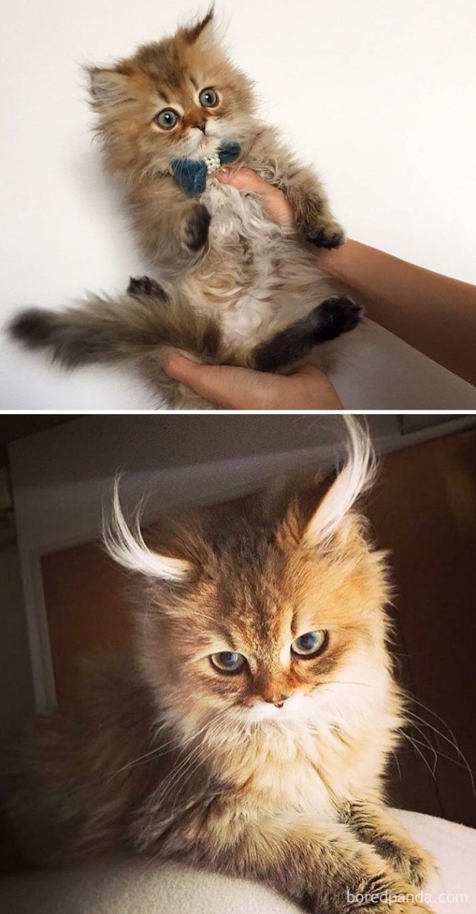 Котята, которые с возрастом превратились в шикарных котов и кошек