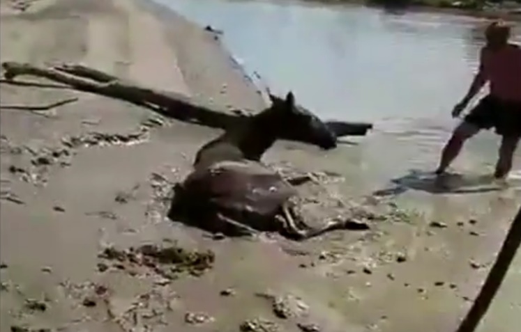 Тюменские рыбаки спасли лошадь