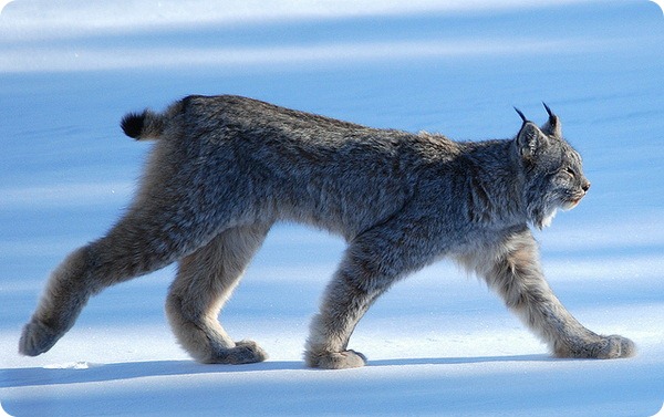 Канадская рысь (лат. Lynx canadensis)