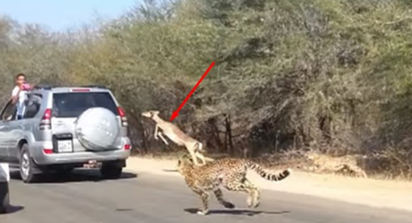 Вы только посмотрите, какой невероятно хитрый ход применила антилопа, чтобы сбежать от гепардов!