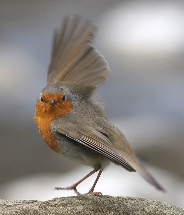 Великолепные моменты из мира животных (60 фото) Великолепные моменты из мира животных (60 фото)