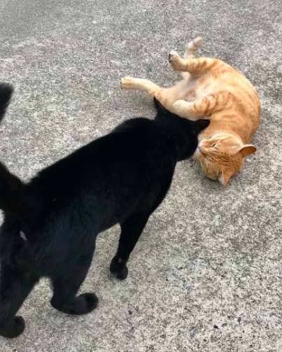 коты прокрались в музей рыжий и черный коты