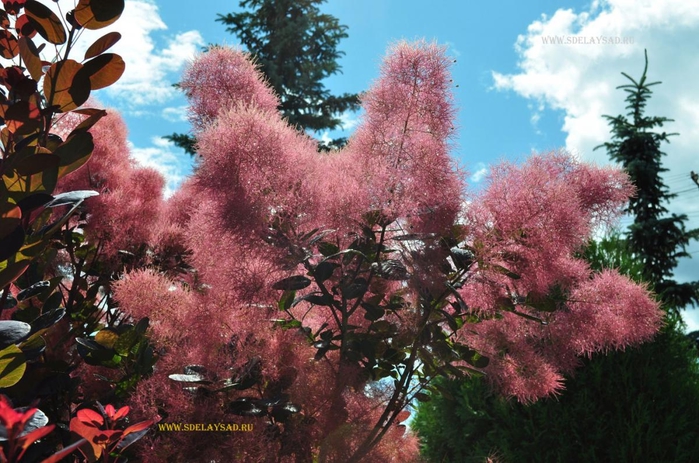 ��� ������� ����������